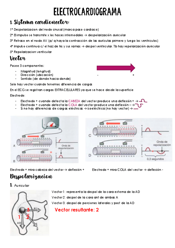 Miniatura del documento ELECTROCARDIOGRAMA.pdf