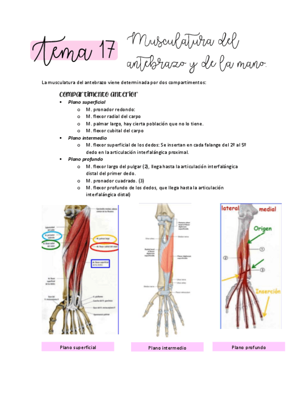 Miniatura del documento ANATOMIA-T17.pdf