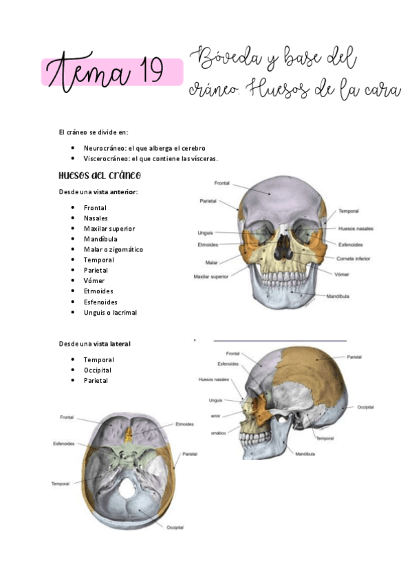 Miniatura del documento ANATOMA-T19.pdf