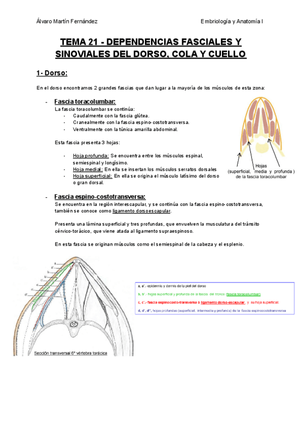 Miniatura del documento TEMA-21-DEPENDENCIAS-FASCIALES-Y-SINOVIALES-DEL-DORSO-COLA-Y-CUELLO.pdf