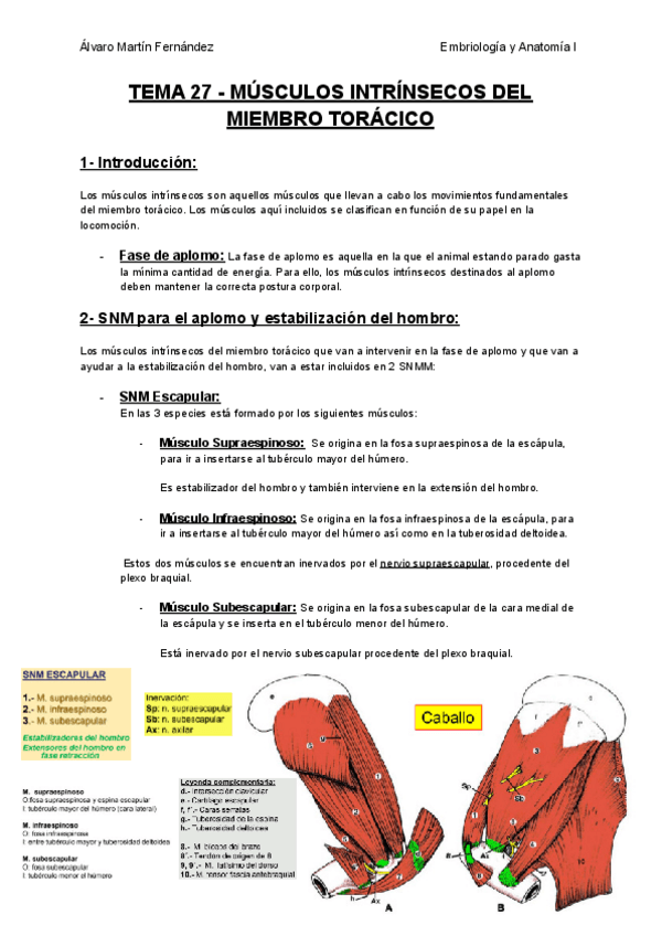 Miniatura del documento TEMA-27-MUSCULOS-INTRINSECOS-DEL-MIEMBRO-TORACICO.pdf
