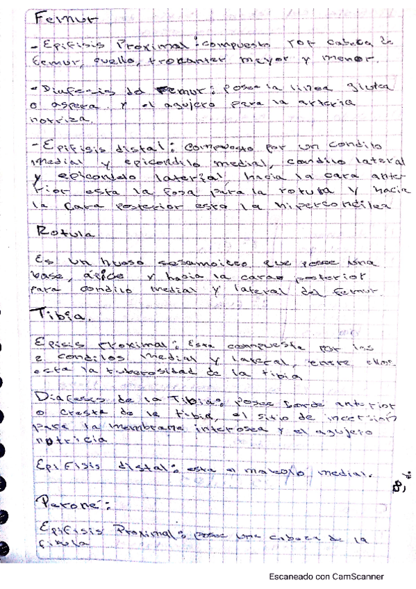 Miniatura del documento anatomia28.pdf
