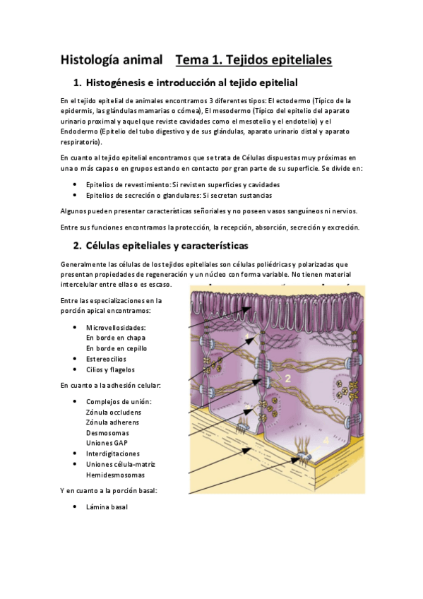 Miniatura del documento Histologia-animal-Tema-1-convertido.pdf
