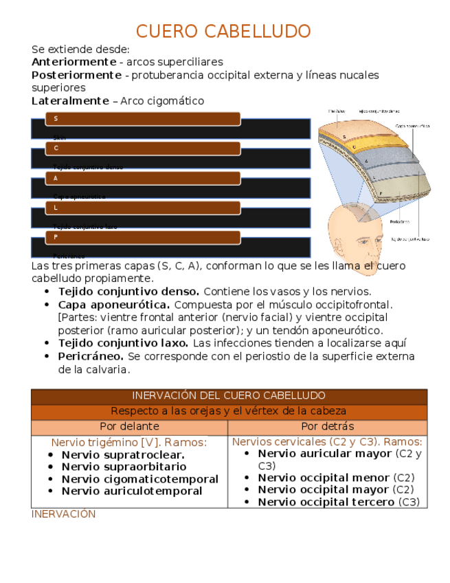 Miniatura del documento Cuero-cabelludo.docx