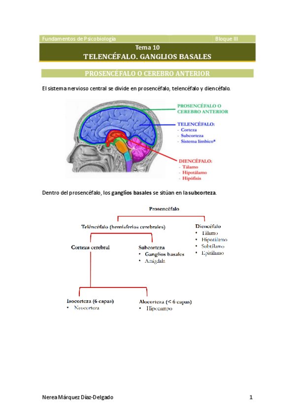 Miniatura del documento Tema-10-Telencefalo.pdf