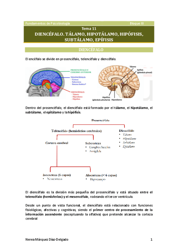 Miniatura del documento Tema-11-Diencefalo-I.pdf