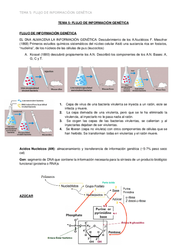 Miniatura del documento TEMA-5-FLUJO-DE-INFO.docx