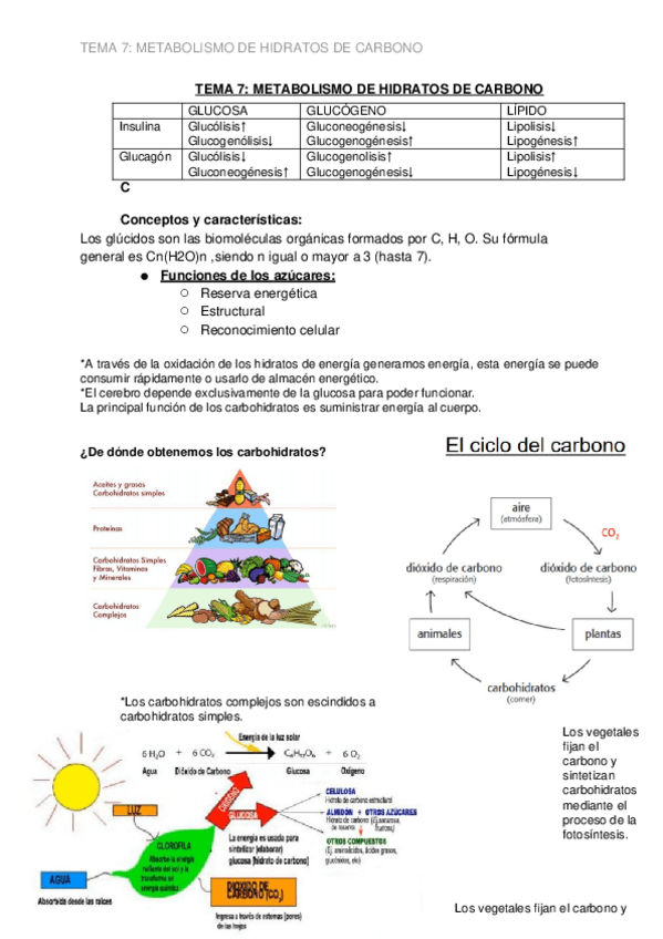 Miniatura del documento TEMA-7-METABOLISMO-DE-HIDRATOS-DE-CRABONO.docx