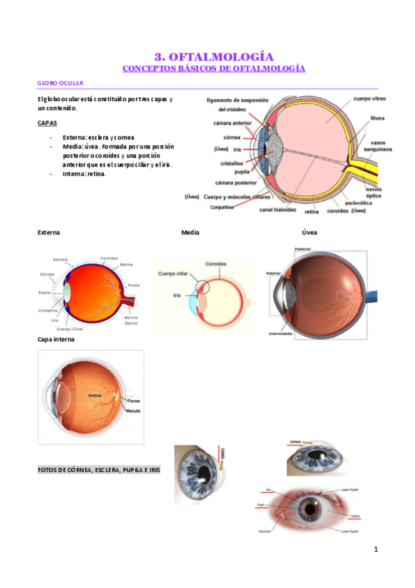 Miniatura del documento OFTALMOLOGIA.pdf