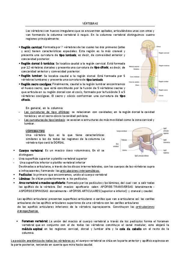 Miniatura del documento VERTEBRAS-comosobrevivircomomedico.pdf