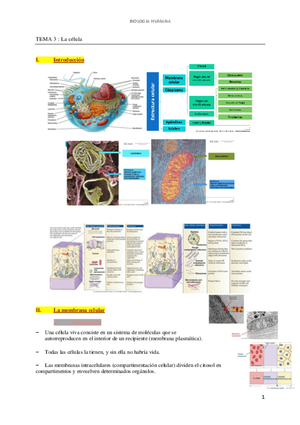 Miniatura del documento Tema 3 - La célula