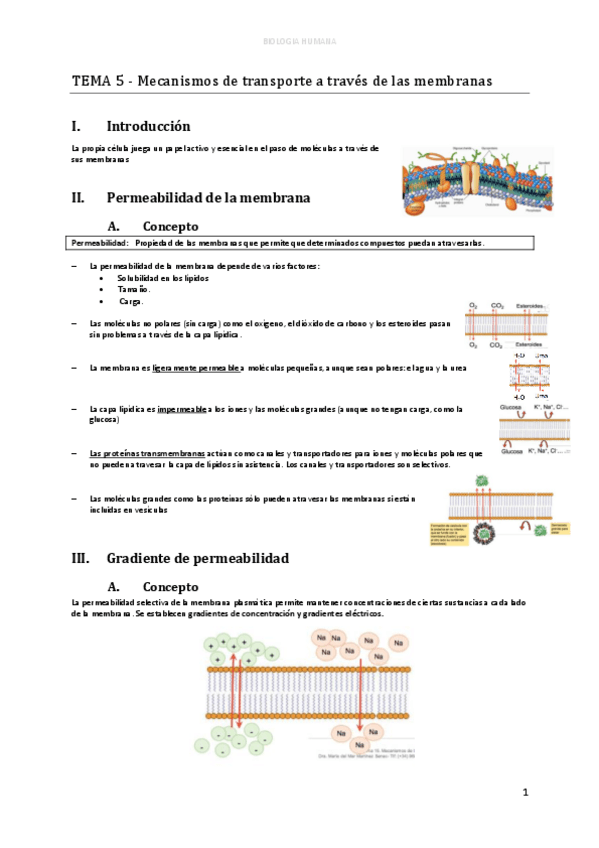 Miniatura del documento d-TEMA-5-Mecanismos-de-transporte-a-traves-de-las-membranas-1.pdf