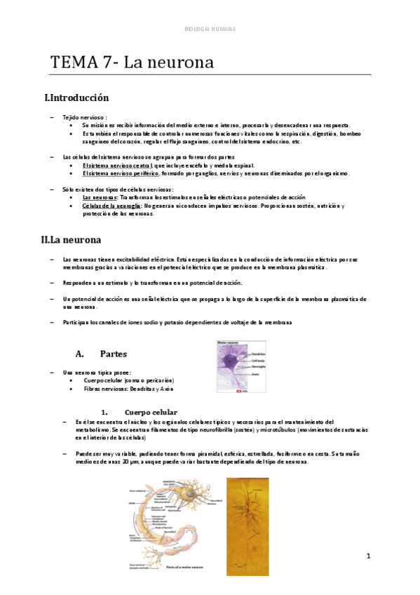 Miniatura del documento d-TEMA-7-La-neurona.pdf
