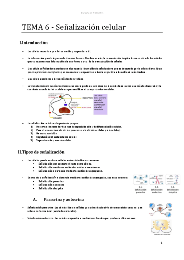 Miniatura del documento d-TEMA-6-Senalizacion-celular.pdf