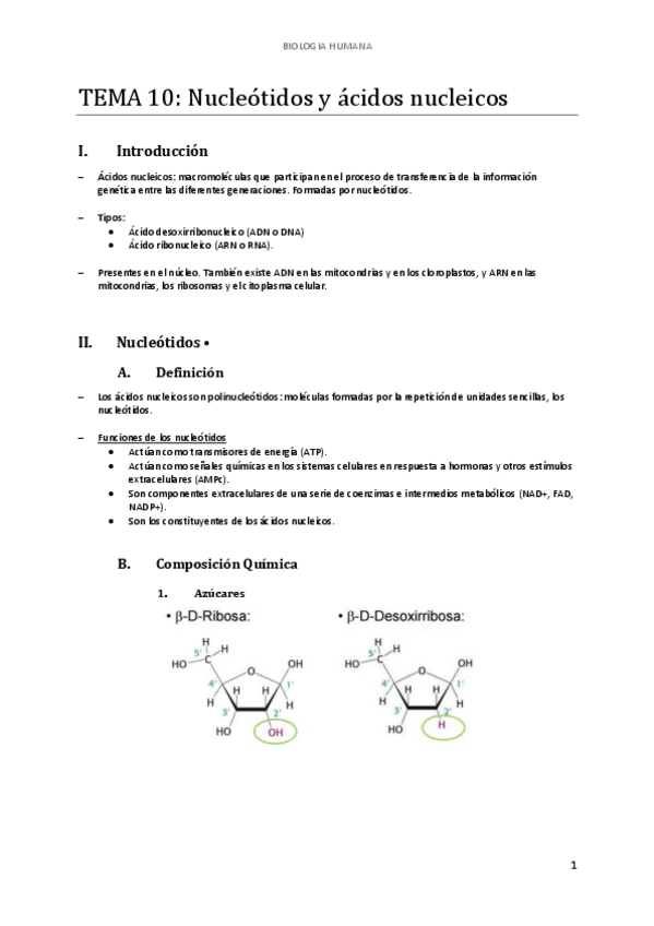 Miniatura del documento d-TEMA-10-NUCLEOTIDOS-Y-ACIDOS-NUCLEICOS.pdf