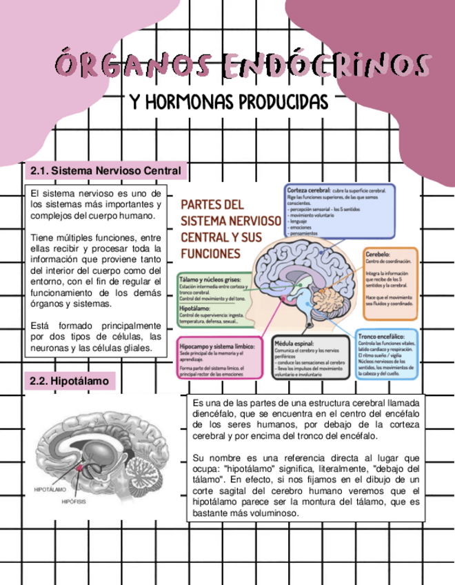 Miniatura del documento ORGANOS-ENDOCRINOS-Y-HORMONAS-PRODUCIDAS.pdf