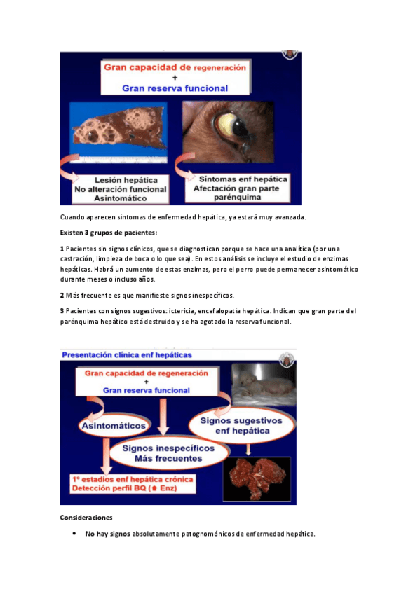 Miniatura del documento 3Higado.pdf