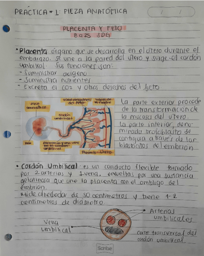 Miniatura del documento Practica-1-Placenta-y-Feto.pdf
