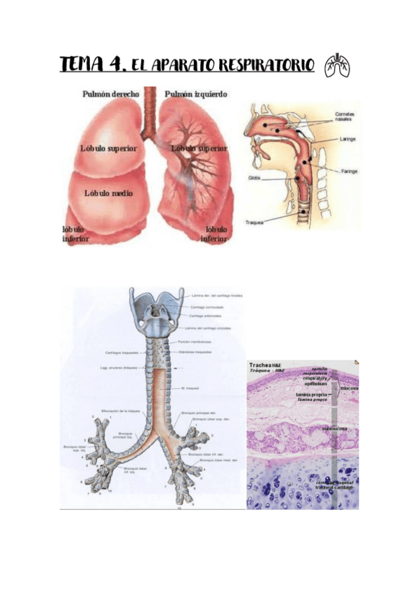 Miniatura del documento Tema-4.pdf