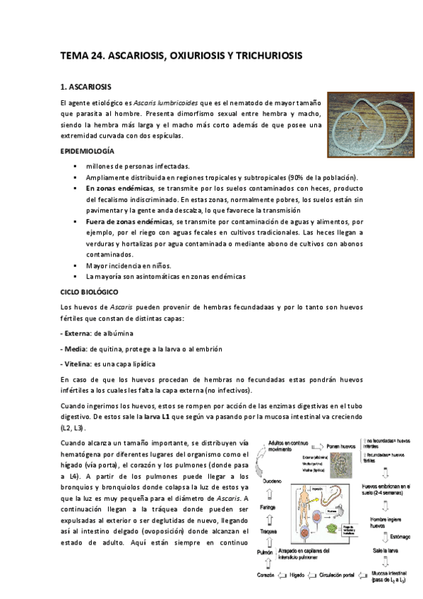 Miniatura del documento TEMA-24-Ascariosis-oxiurosis-trichuriosis.pdf