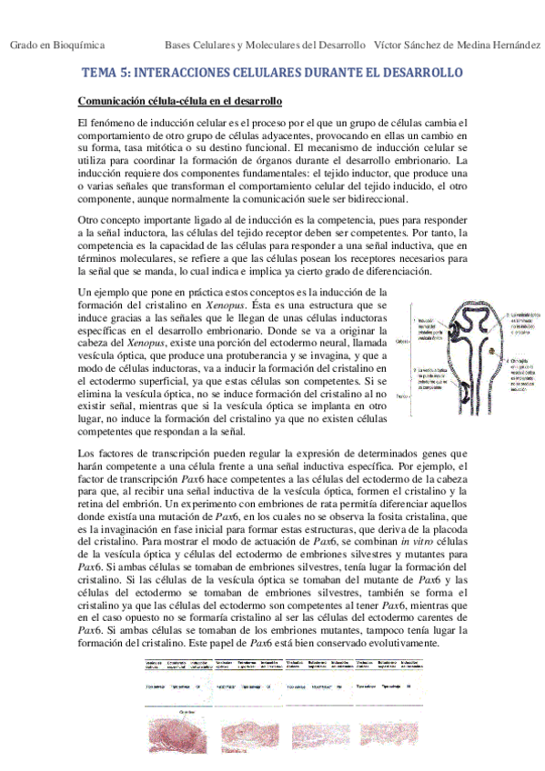 Miniatura del documento Tema 5. Interacciones celulares durante el desarrollo VSM.pdf