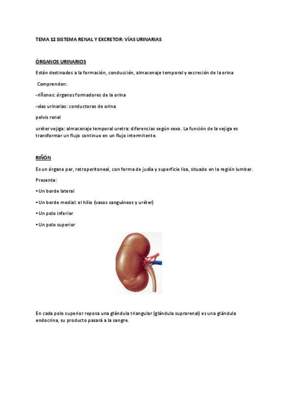 Miniatura del documento Tema-12-anatomia.pdf