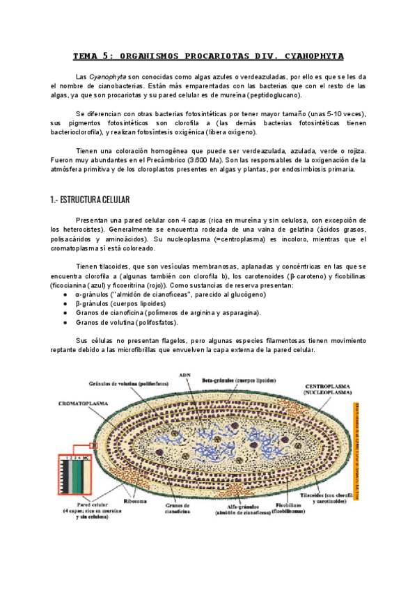 Miniatura del documento TEMA-5-ALGAS.pdf