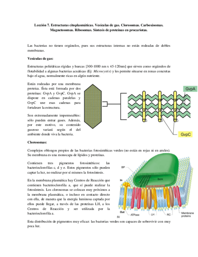 Miniatura del documento Tema 7 - Estructuras citoplasmáticas.pdf