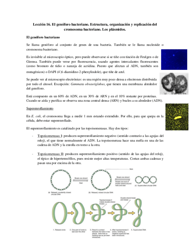 Miniatura del documento Tema 16 - El genóforo bacteriano.pdf