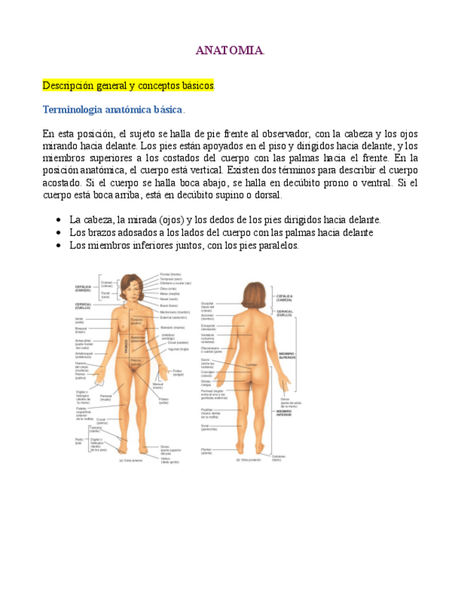 Miniatura del documento Anatomia-Basica.pdf
