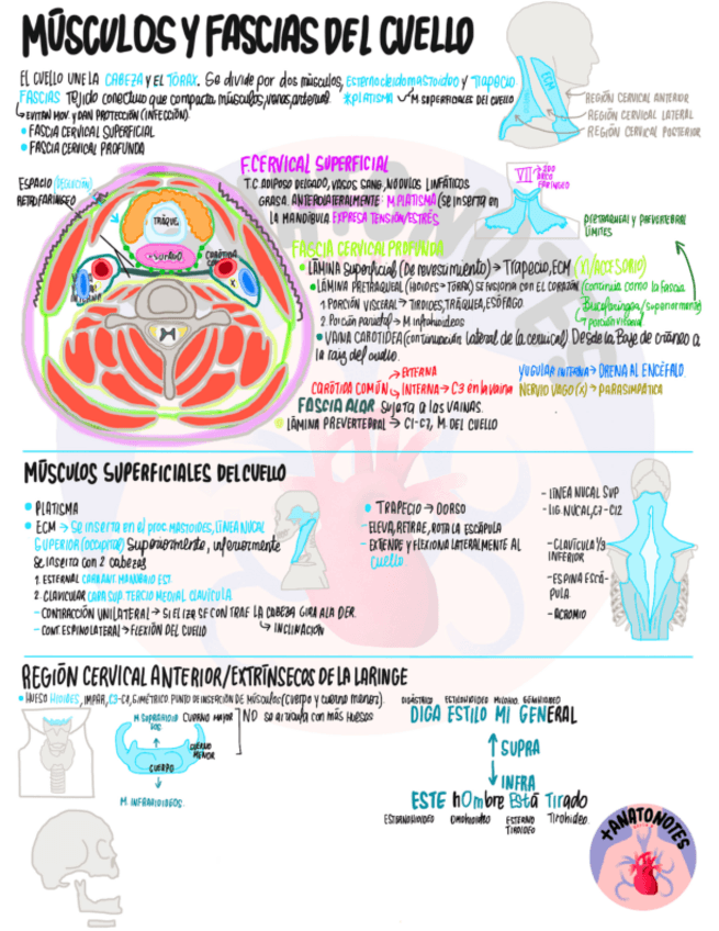 Miniatura del documento CUELLO-1.pdf