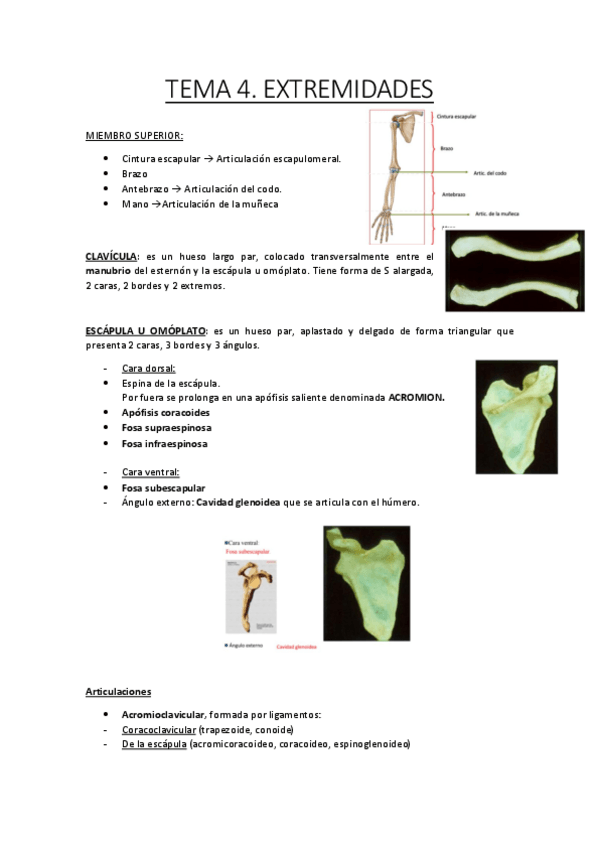 Miniatura del documento TEMA 4.pdf