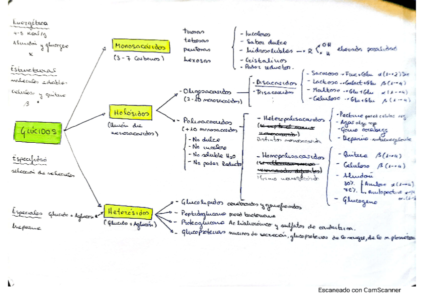Miniatura del documento glucidos-y-lipidos.pdf