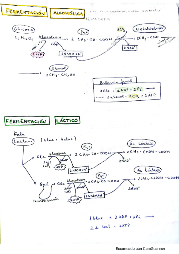 Miniatura del documento fermentacion-y-glucolisis.pdf