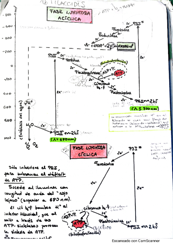 Miniatura del documento fotosintesis.pdf