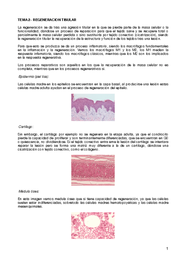 Miniatura del documento TEMA-2-REGENERACION-TISULAR-.pdf