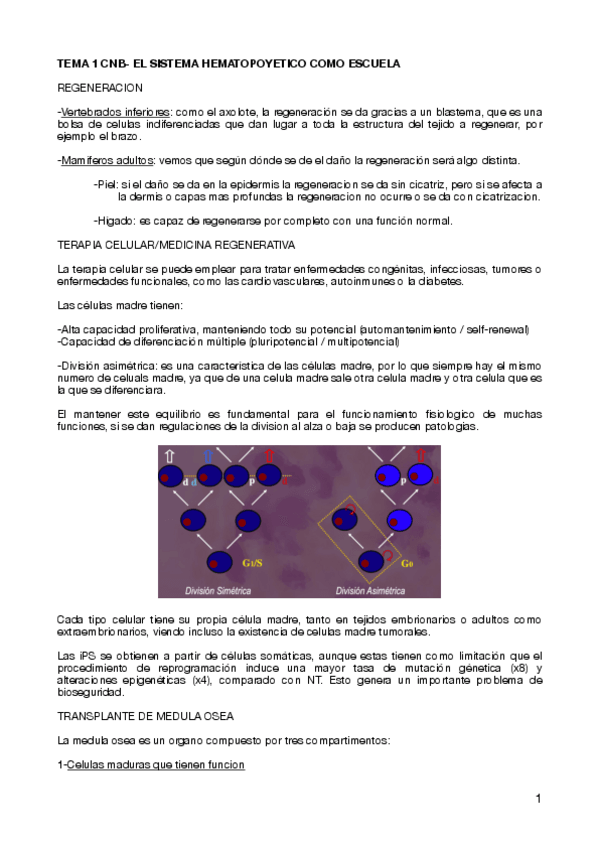 Miniatura del documento TEMA-1-CNB-EL-SISTEMA-HEMATOPOYETICO-COMO-ESCUELA-.pdf