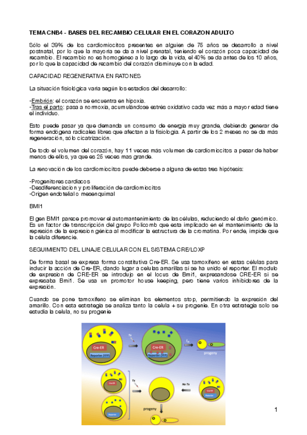 Miniatura del documento TEMA-CNB4-BASES-DEL-RECAMBIO-CELULAR-EN-EL-CORAZON-ADULTO.pdf