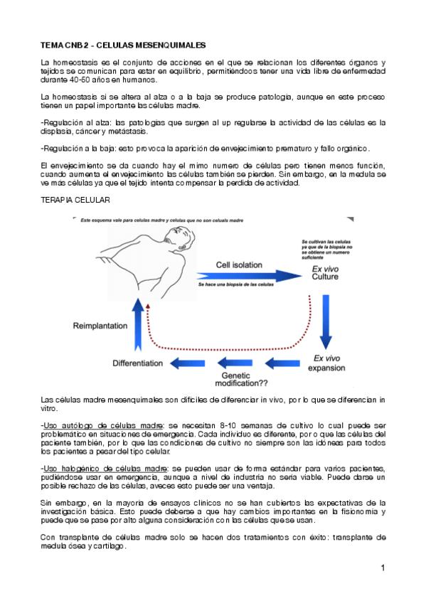 Miniatura del documento TEMA-CNB-2-CELULAS-MESENQUIMALES.pdf