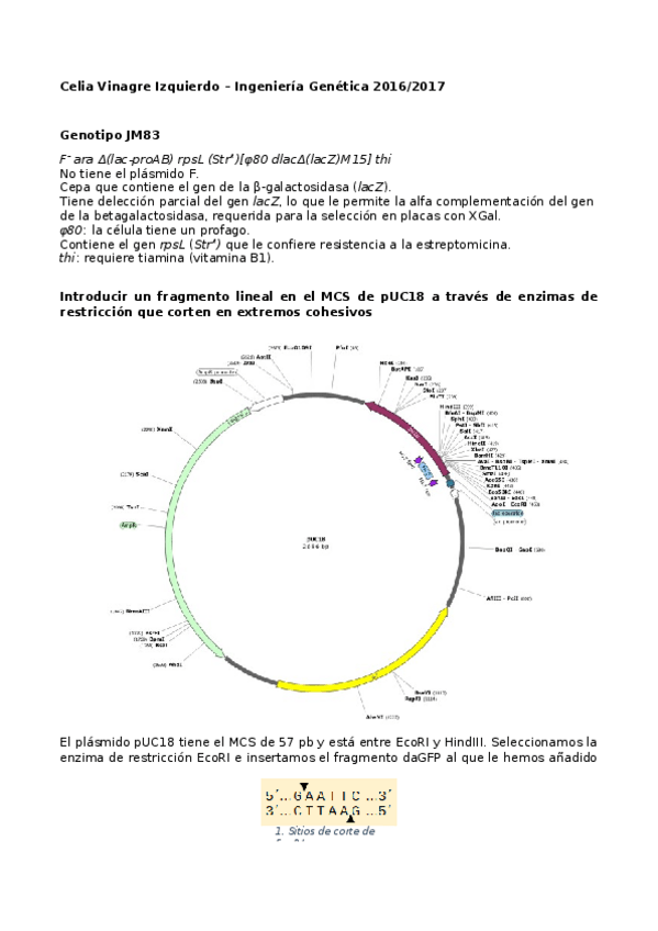 Miniatura del documento Genotipo JM83.docx