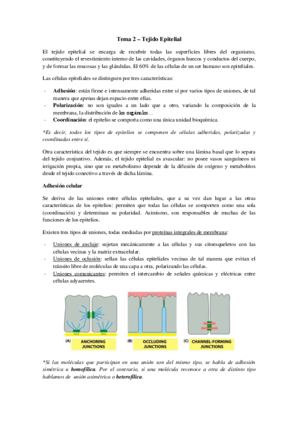 Miniatura del documento Tema 2 - Tejido epitelial.pdf