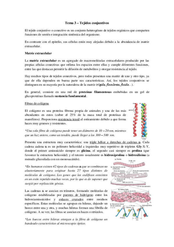 Miniatura del documento Tema 3 - Tejido conjuntivo.pdf
