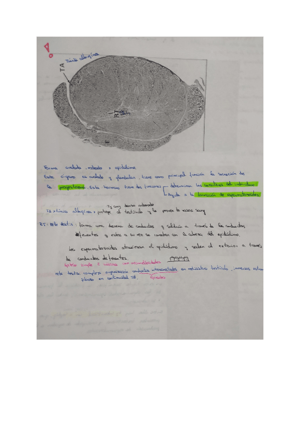 Miniatura del documento Testculo-fotos-.pdf