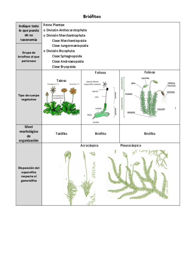 Miniatura del documento Ficha-briofitos.pdf