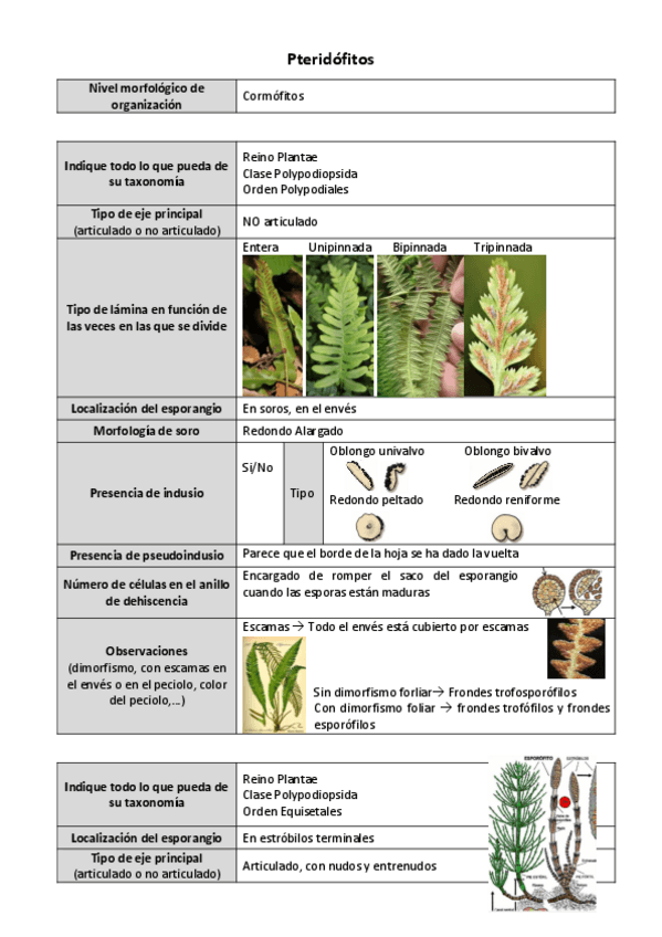 Miniatura del documento Ficha-Pteridofitos.pdf