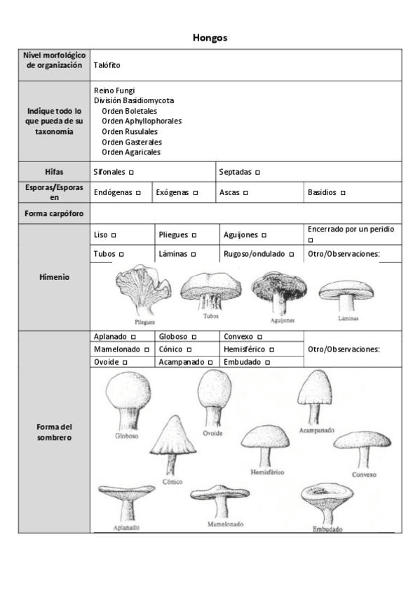 Miniatura del documento Ficha-hongos.pdf