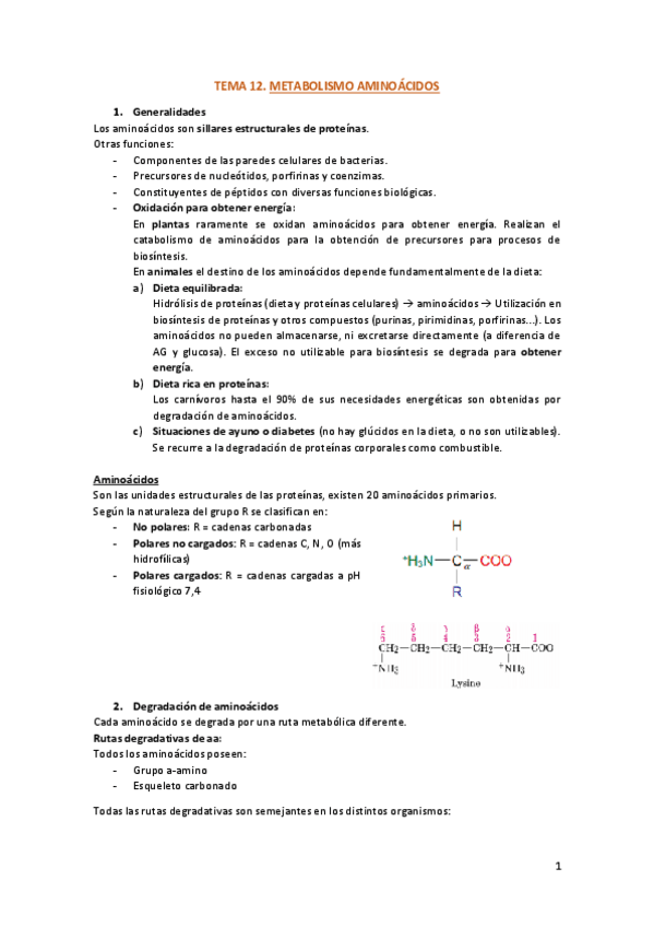Miniatura del documento TEMA-12-Metabolismo-aminoacidos.pdf