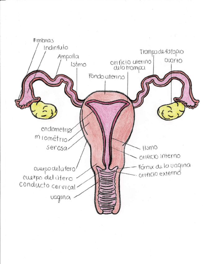 Miniatura del documento APARATO-REPRODUCTOR.pdf