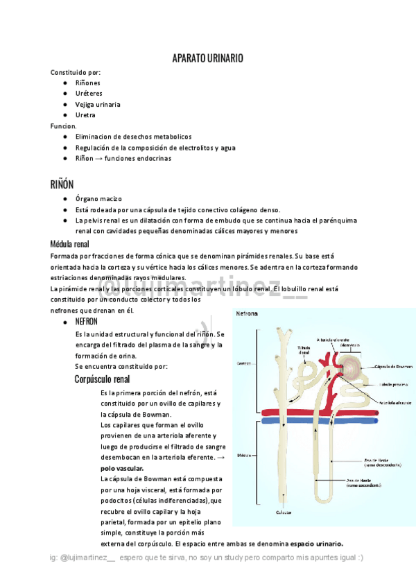 Miniatura del documento APARATO-URINARIO.pdf