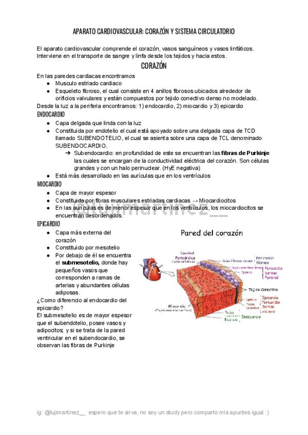 Miniatura del documento APARATO-CARDIOVASCULAR-CORAZON-Y-SISTEMA-CIRCULATORIO.pdf
